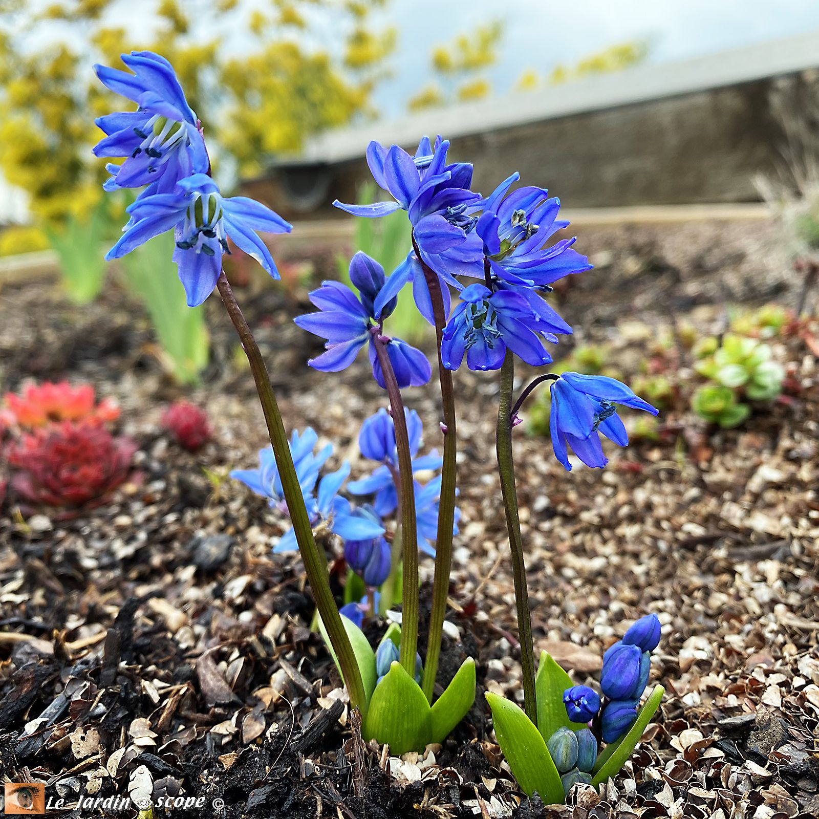 Scille de Sibérie • Scilla Sibirica