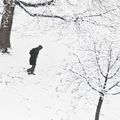 Courbé sous la neige