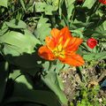 Tulipe perroquet orange