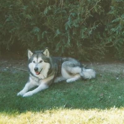 MISS TAKOMA IONA, MALAMUTE D'ALASKA