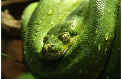 L’élevage d’un python vert