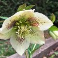 Ces fleurs éclairent un coin sombre du jardin en hiver