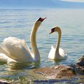 Couple de cygnes tuberculés sur le lac Léman