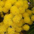 Le mimosa, un arbre à floraison hivernale 