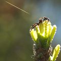 une araignée crabe