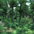 Cyrodiil 2