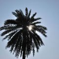 Soleil se cachant derrière un palmier