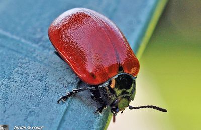 Ces insectes font des ravages sur les jeunes pousses de peupliers...