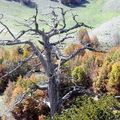 L'arbre le plus vieux d'Europe pousse en Italie