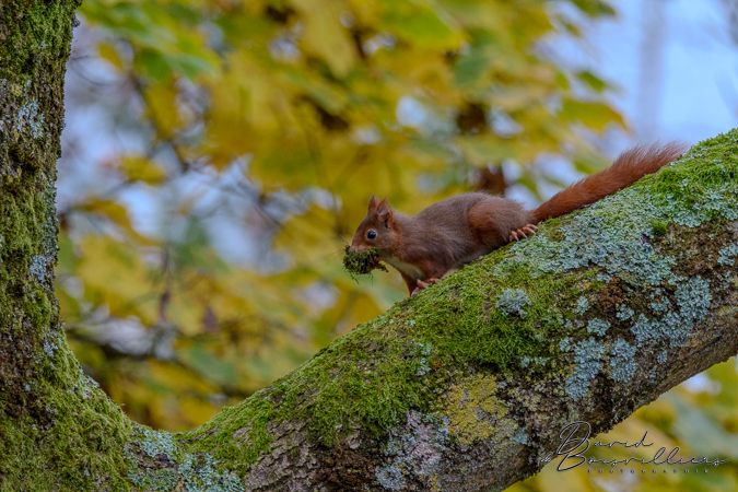 Ecureuil roux (Sciurus vulgaris)