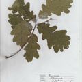 Herbier Quercus robur Chêne pédonculé