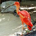 L'ibis rouge du Nil