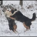 Neige du 1er février !