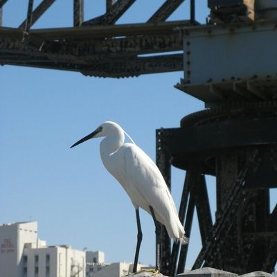 La grue et l'aigrette - Tel Aviv (Israël)