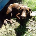 Texas, jeune chien shooté sur Basse Terre, blessé au niveau du train arrière, souffre terriblement