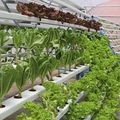 urban farming !
