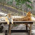 Zoo d'Amnéville: zoom sur les tigres