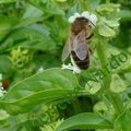 Travaux au jardin en juillet