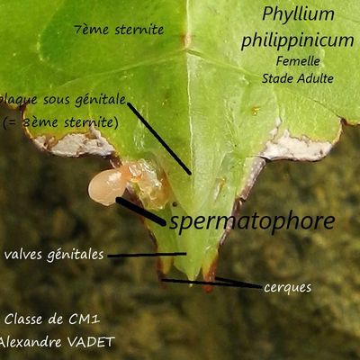 Schéma plus précis "autour" du spermatophore