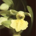Orchidée, Orchis sureau, Vercors, 29/05/2004,