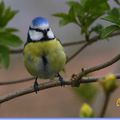 La mésange bleue , Parus caeruleus ( Passereaux )