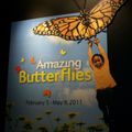 Amazing Butterflies