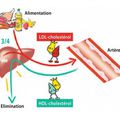 LE CAPITALISME CHOLESTEROLISANT