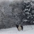 Des chevaux dans la neige