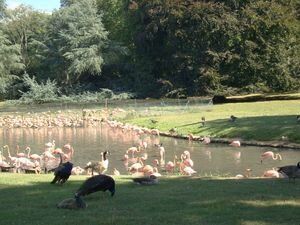 # Idée 1 # Réserve Zoologique de Sauvage