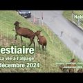 Les mois d’hiver - B comme bestiaire 