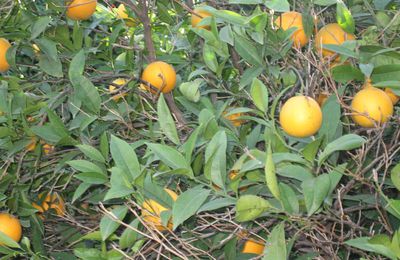 Petite mise au point concernant les oranges 