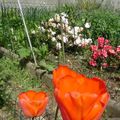 Tulipes et Azalées