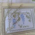 Wisteria
