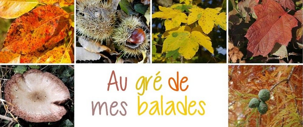 Au gré de mes balades ...