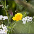 Fleurs cachées