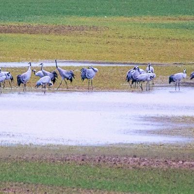 LES GRUES CENDRÉES DE GARCHE.