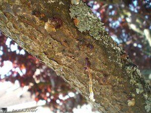 La gommose des arbres…