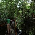 Absorption du CO2 par les forêts 