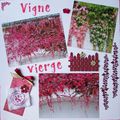 Vigne vierge