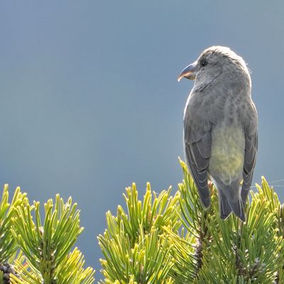 Fière et élégante Bec-croisé