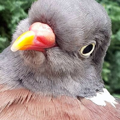 Coco super bien rétabli de sa dernière blessure à l'aile 