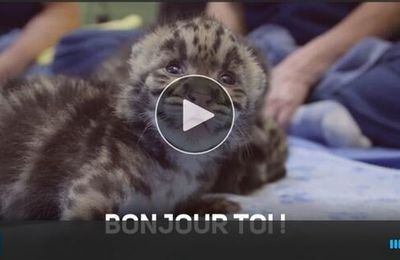 Les animaux : installez-les sur votre mobile via des images et vidéos