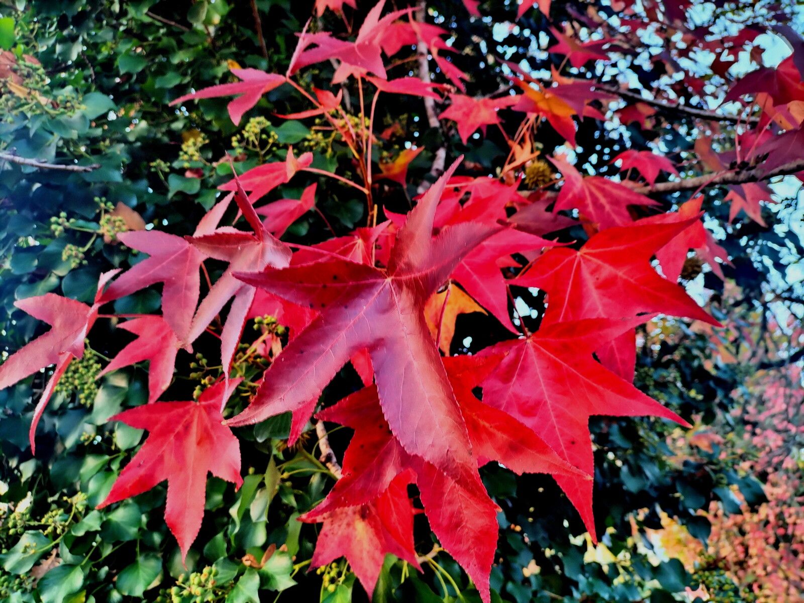 Tercis-les-Bains, feuilles d'automne. (40)