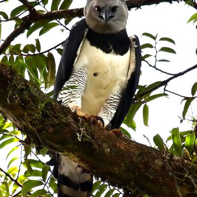 La harpie féroce (Guyane) - Photo de Max
