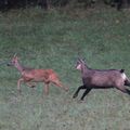 Quand le chamois est en rût, le chevreuil cours...