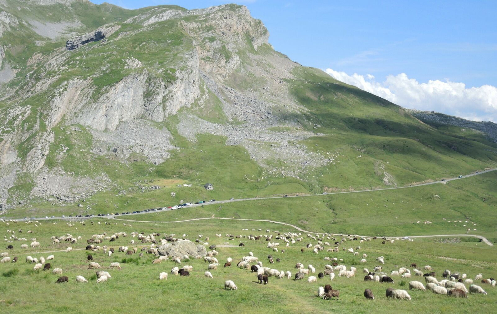 Col du Pourtalet, rando Pombie-Peyreget, route du col et troupeaux (64)