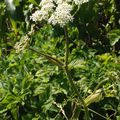 La Berce commune (Heracleum sphondylium)