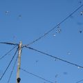 Des oiseaux et des hommes