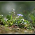 Les petites fleurs de l'herbe