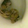 Un Boa dans mes toilettes